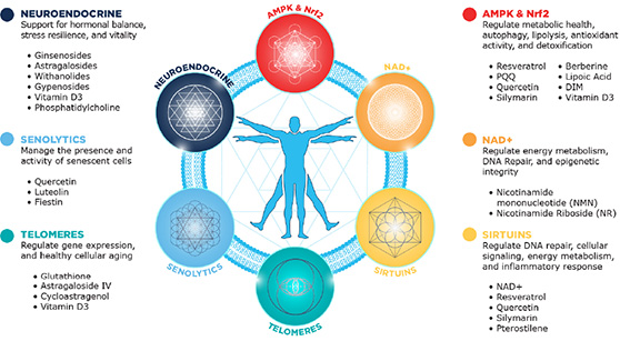 Quicksilver Scientific's Longevity Wheel