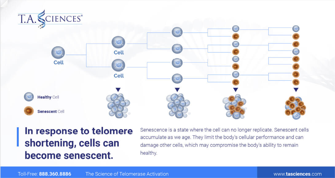 In response to telomeres shortening, cells can become senescent