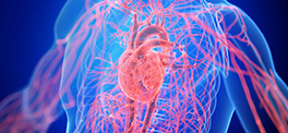 Vascular Health Mastery Certification